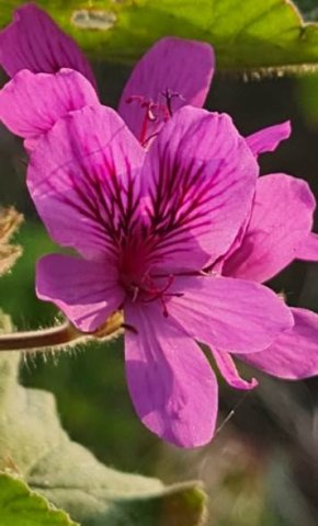 Pelargonium cucullatum flower